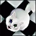 crazy cat