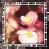 Blossom