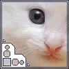 Kitty