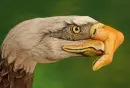 Eagle Hand