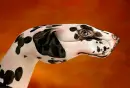 Dalmata