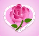 pink rose