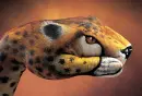 Ghepardo