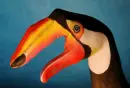 Tucano