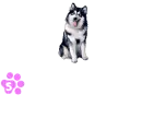 sarah husky