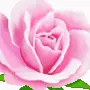 pink rose