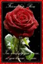 friendship rose