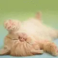 sleeping beuty