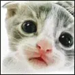 cute