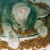 sleep