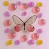 butterfly colors 