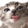 Kitty 