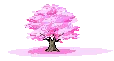 beautiful cherry blosom tree