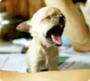 Cute Puppy