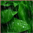 Leaves in the rain