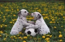 Dalmations