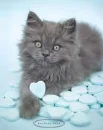 Kitten