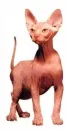 Hairless Cat