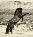 Wild Horse