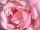 Pretty Pink Rose