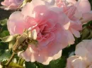 Pink Rose Field