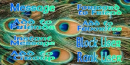 peacock