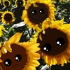 Sunflora