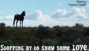 horse in the field