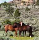 horse in the field