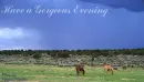 horse in the field
