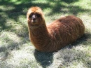 llama worm