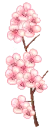 Cherry Blossoms