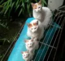 Cats Biggest 2 Smallest