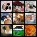 here a cat,there a cat, everywhere a cat