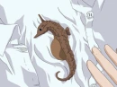 hatori