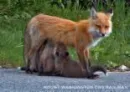 Momma Fox and Babies