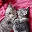 Toxic cat kiss