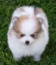 pomeranian puppy