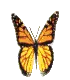 monarch butterfly