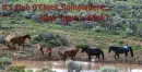 horse in the field