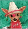 Taco Dog