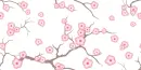 Cherry Blossoms