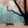 Cherry Blossom Tree