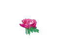 Beautiful Flower