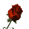 Red Rose