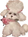 sweet poodle