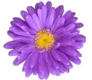 purple daisy