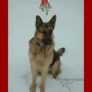 Vincent X-mas