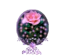 globe rose