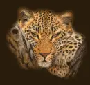 tigre